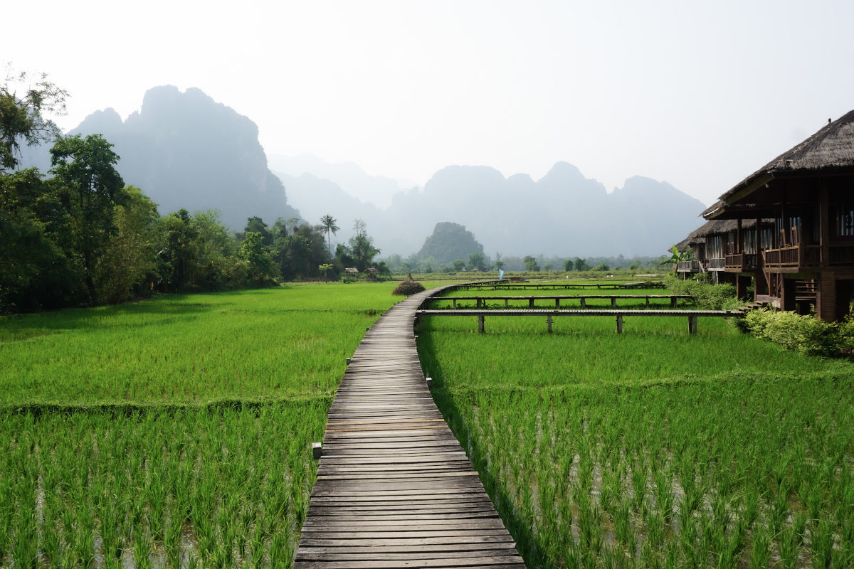a walkway over green rice fields with mountains in Laos