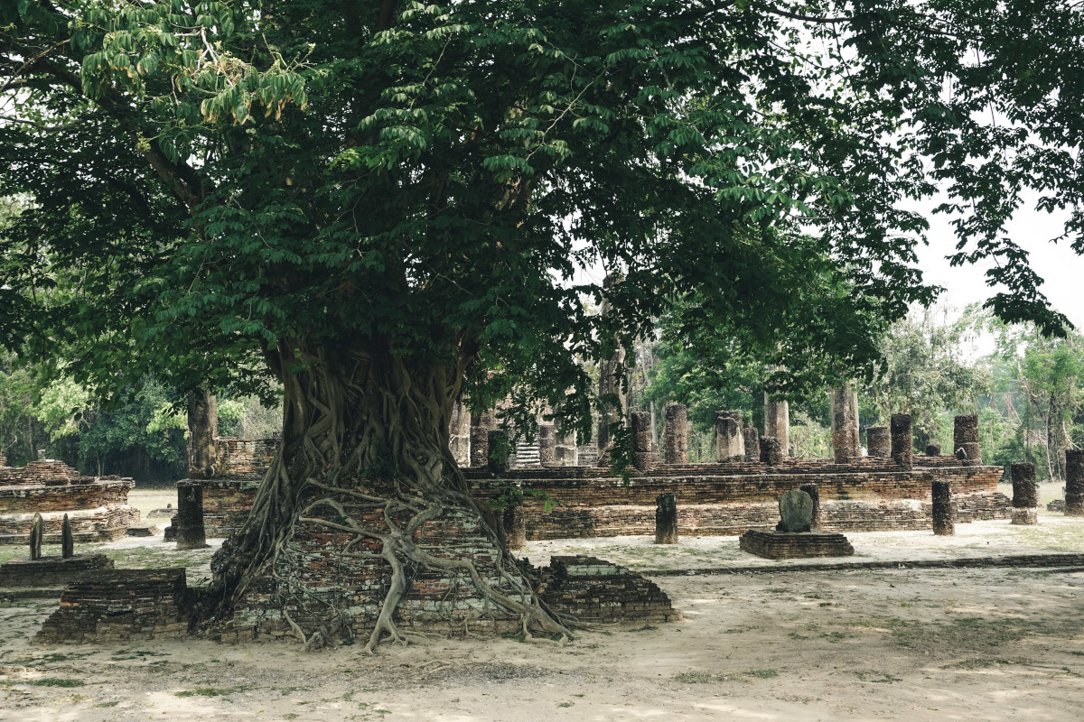 Alter Baum am Wat Mangkorn Tempel