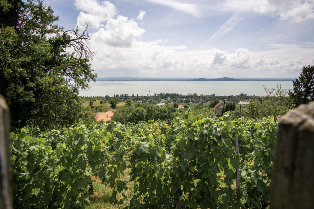 Wine growing directly on Lake Balaton