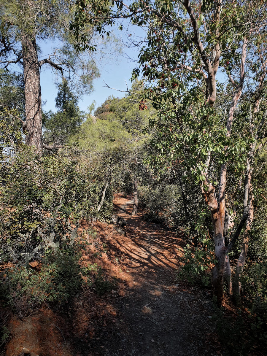 Hiking trail through a forest in Cyprus