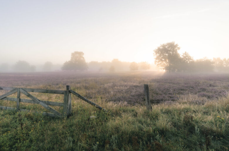 Weitläufige Heideflächen bei Stade im sanften Morgennebel mit Sonnenaufgang